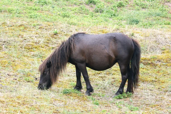 Чёрный пони — стоковое фото