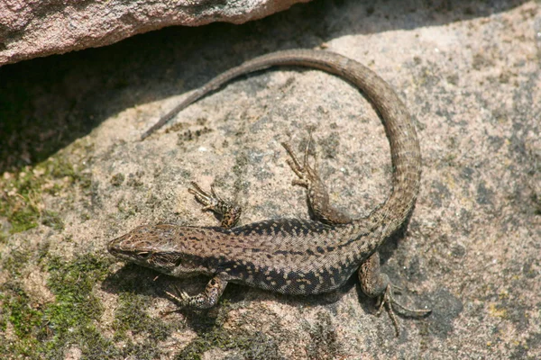 stock image Brown fence lizard (Lacerta agilis)