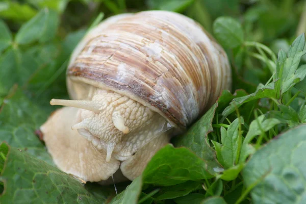 蜗牛 (蜗牛) — 图库照片