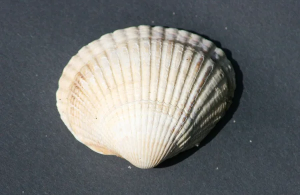 Sárga-fehér csíkos kagyló — Stock Fotó