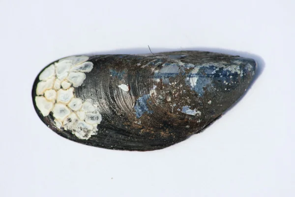 Black, white elongated shell — Stock Photo, Image