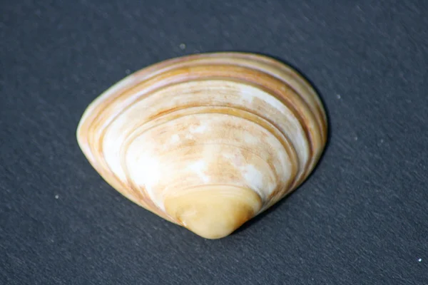 黄色と白のストライプのムール貝のシェル — ストック写真