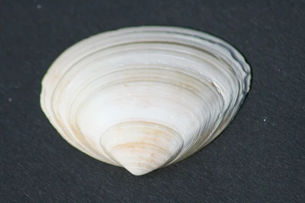 Sárga-fehér csíkos kagyló héja — Stock Fotó