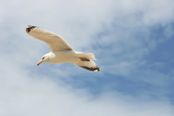 Frajer latający — Zdjęcie stockowe