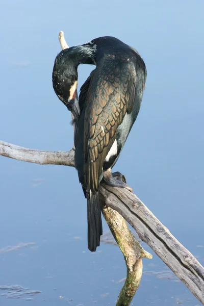 Cormoranes silvestres — Foto de Stock