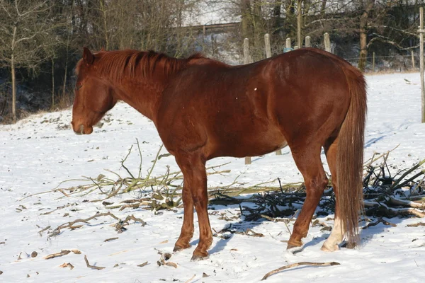 茶色の馬 — ストック写真