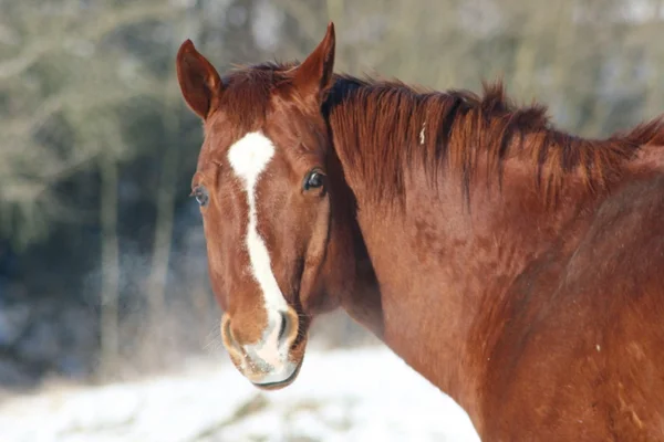 stock image Brown horse