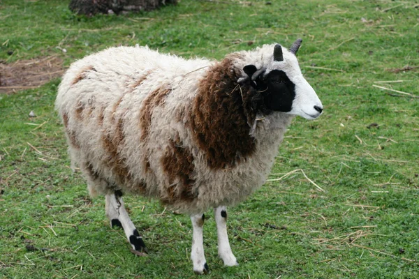 Четырехрогая овца — стоковое фото