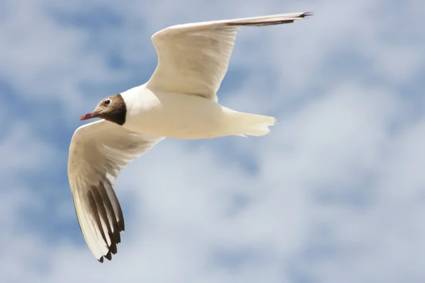 Flying black-headed gull — Stock Photo, Image