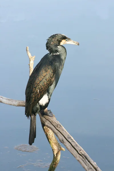 Wild cormorants — Stock Photo, Image