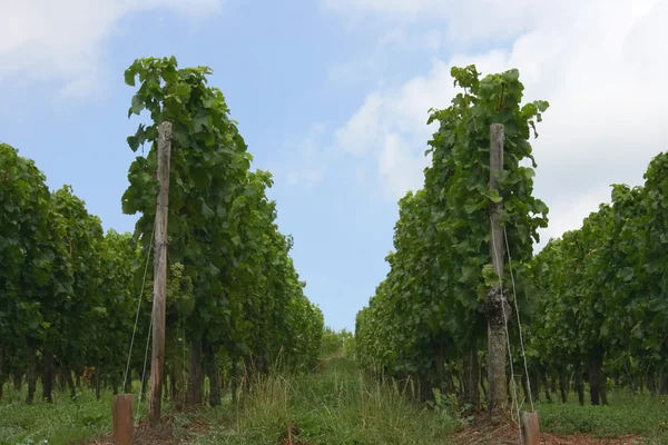Виноградник — стокове фото