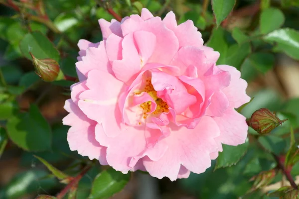 Ροζ τριαντάφυλλο άνθος — Φωτογραφία Αρχείου
