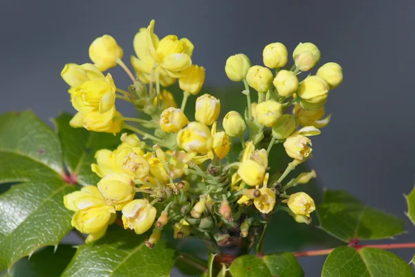 Mahonia à fleurs jaunes — Photo