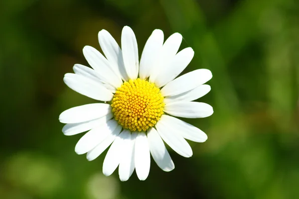 Białej kwitnące stokrotka — Zdjęcie stockowe
