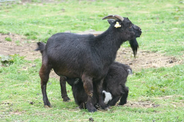 Chèvres noires — Photo