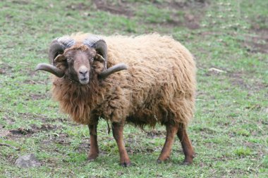 Ram Skudde (Ovis ammon f. Aries) clipart