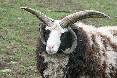 Four-horn ram clipart