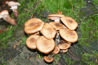 Polypores