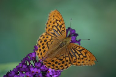 ,Fritillary,