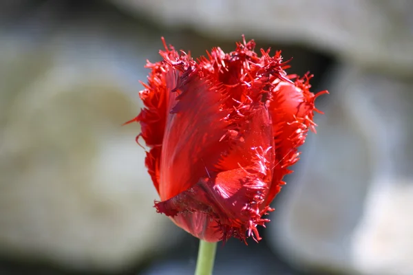 Tulipano a fiore rosso — Foto Stock