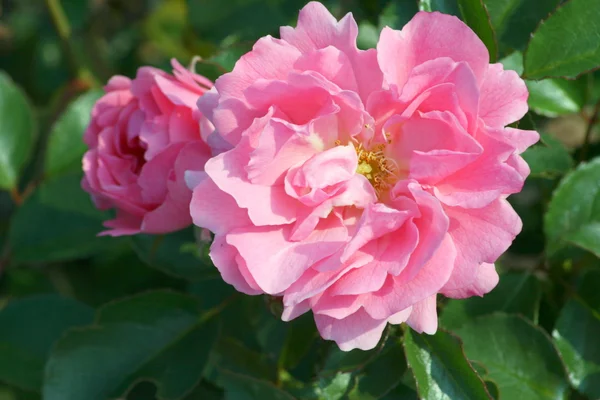 Ροζ τριαντάφυλλο άνθος — Φωτογραφία Αρχείου