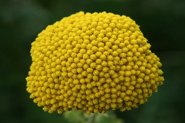 Yellow-flowering Fernleaf Yarrow (Achillea filipendulina) Nahaufnahme einer gelb bl�henden Goldgarbe,(Achillea filipendulina ) — Stok fotoğraf