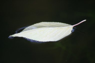 A leaf of a cherry tree clipart