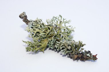 Shrub-lichen clipart