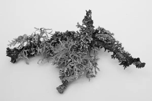 stock image Shrub-lichen