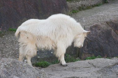 Mountain goat clipart