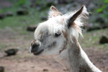 Alpaka (Lama Paços)