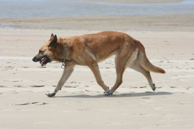 Alman çoban köpeği.