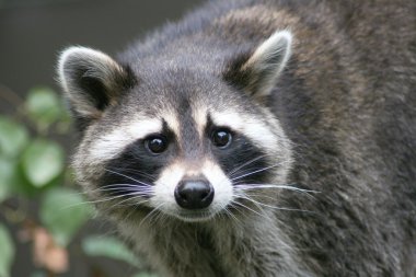 Raccoon clipart