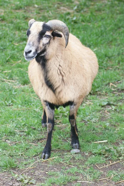 穆福隆 (野羊) — 图库照片