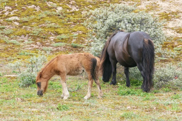 Two Shetland ponies — Stock Photo, Image
