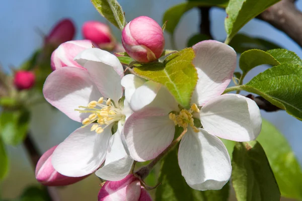 Apple Blossom — Stock Photo, Image