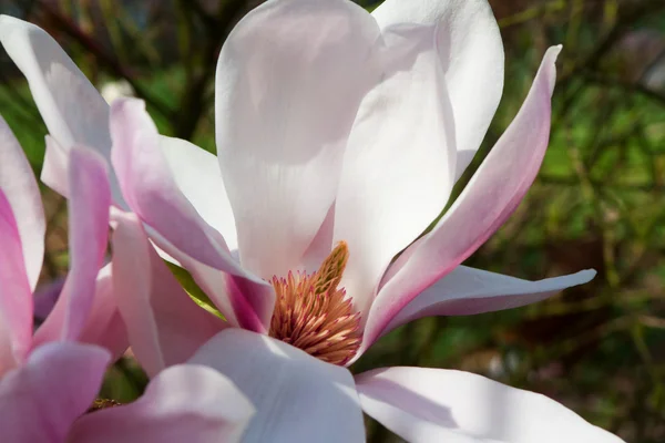 Magnolia — Photo