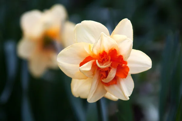 NARCIS (Narcissus) — Stockfoto