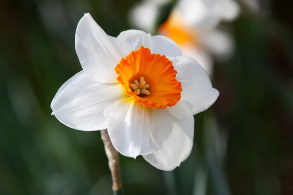 NARCIS (Narcissus) — Stockfoto