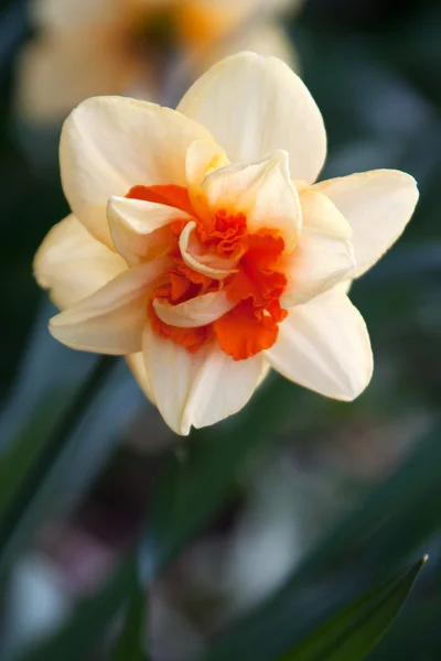 Narcis (Narcissus) — Stock fotografie