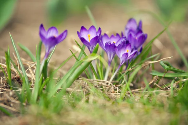Crocus in spring Royalty Free Stock Images