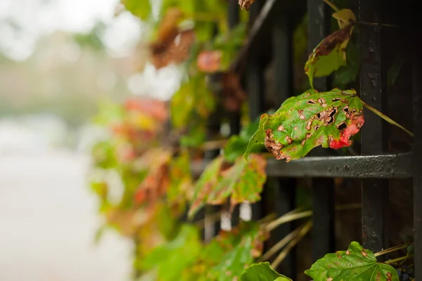 Autumn rain — Stock Photo, Image
