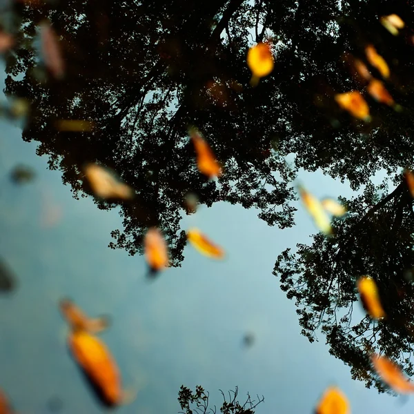 Herbstreflexion — Stockfoto