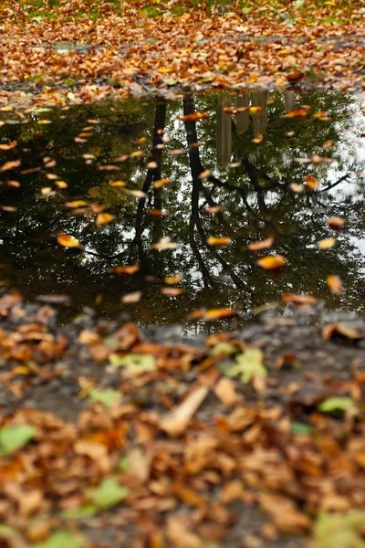 Herbstreflexion — Stockfoto