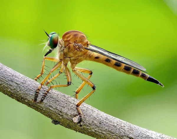 Robber fly — Stock Photo, Image