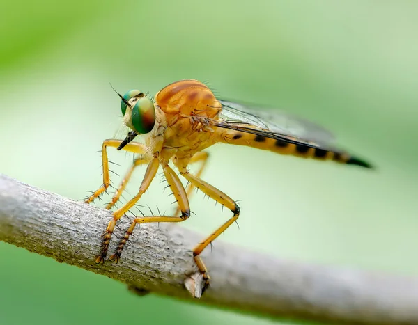 Robber fly — Stock Photo, Image