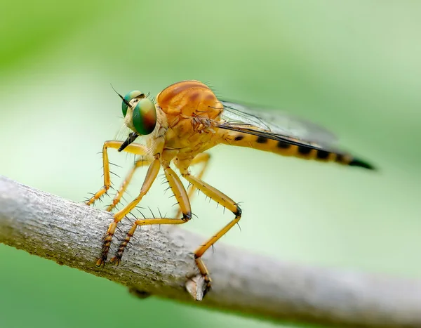 Mosca do ladrão — Fotografia de Stock