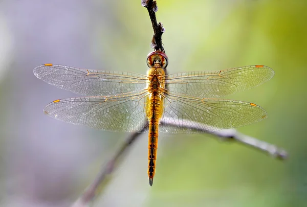 Dragonfly — Stock Photo, Image