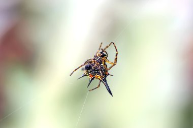 Spider yakın çekim