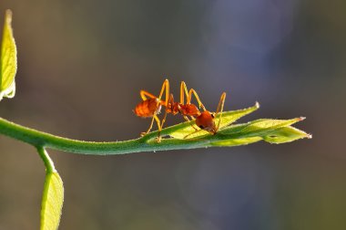 Karınca - Formica rufa